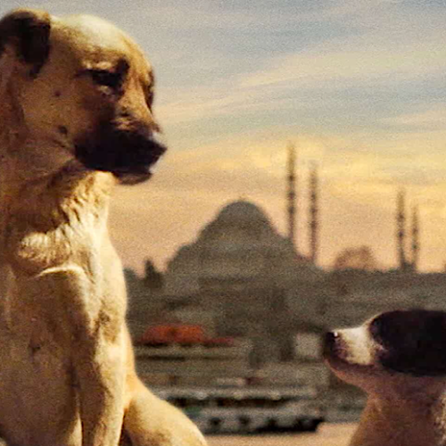 ‘Stray’ is a Heart-Wrenching Look at Society Through Its Stray Dogs That Don’t Have A Human Family