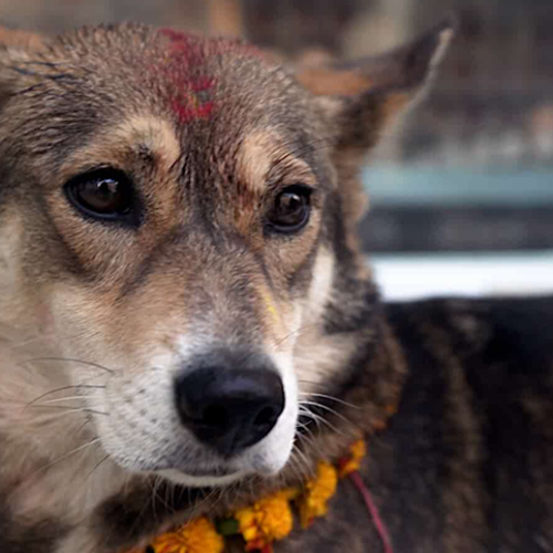 ‘We Don’t Deserve Dogs’ Reminds us of the Selfless Sacrifices Made by Man’s Best Friend