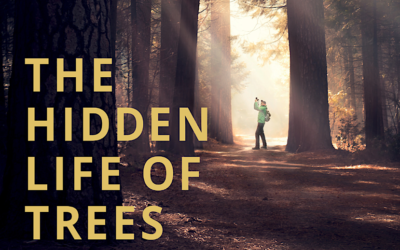 ‘The Hidden Life of Trees’ Review: A Cyclical Documentary About Our Roots and Life